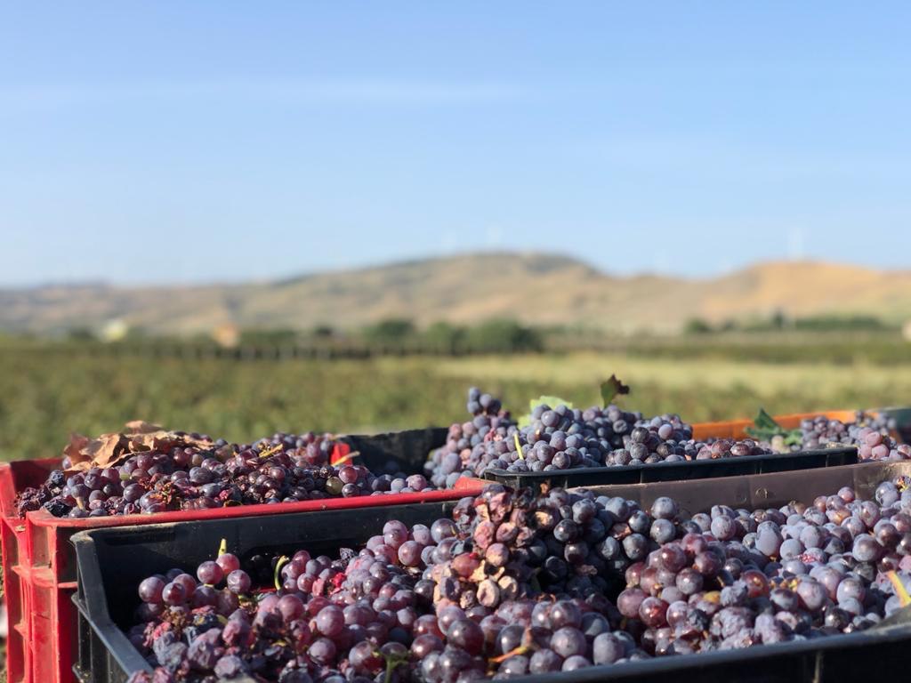 Vigneti Ferraro – Vini Calabria – Vini cirò DOC Vigneti Ferraro - Vini Calabria - Vini cirò DOC
